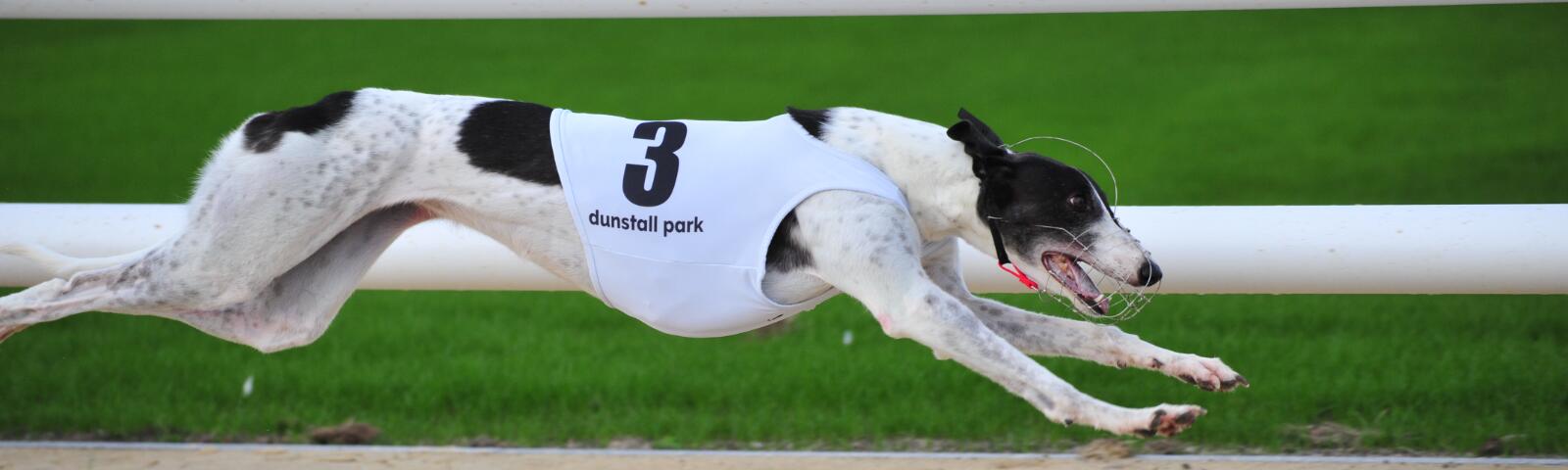 greyhound